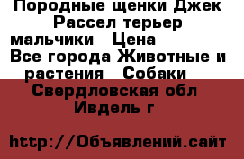 Породные щенки Джек Рассел терьер-мальчики › Цена ­ 40 000 - Все города Животные и растения » Собаки   . Свердловская обл.,Ивдель г.